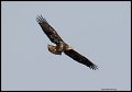 _3SB2059 immature eagle